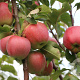 Malus d. Gloster 69 6-8 HO 15L