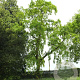 Quercus rob. 'Pendula' 200-250 cm 10L