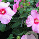 Hibiscus moscheutos 125-150 cm cont. 110L struik