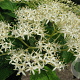 Cornus macrophylla 16-18 HO draadkluit