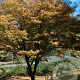 Carpinus laxiflora 6-8 HO draadkluit