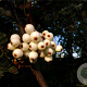 Sorbus munda 175-200 cm draadkluit struik op Stam