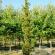 Ginkgo bil. 'Santa Cruz' 20-25 HO draadkluit 200 cm stam