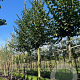 Ulmus minor 'Wanoux' 20-25 HO draadkluit
