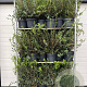 Osmanthus burkwoodii 60-80 cm 7,5L