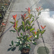 Photinia fraseri 'Red Robin' 40-60 cm 3,0L