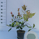 Photinia fraseri 'Red Robin' 40-60 cm 3,0L