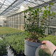 Osmanthus burkwoodii 30-40 cm 2,0L