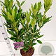 Rhododendron ponticum 50-60 cm 5,0L