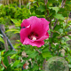 Hibiscus syr. Flower Tower Red 100-125 cm met kluit struik meerstammig