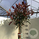 Photinia fraseri 'Red Robin' 150 cm stam 10L