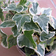 Hedera algeriensis GM P9