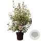 Photinia fraseri 'Red Robin' 140-150 cm 25L