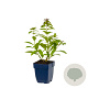 Phlox (P) Sweet Summer Fragrance GM  P11