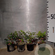 Mahonia aquifolium 20-30 cm 2,0L