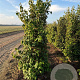 Cornus kousa chinensis 175-200 cm draadkluit