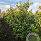 Cornus kousa chinensis 175-200 cm draadkluit
