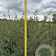 Osmanthus burkwoodii 150-175 cm draadkluit