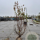 Cornus kousa chinensis 200-250 cm container