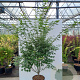 Acer palmatum 175-200 cm container meerstammig