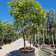 Photinia fraseri 'Red Robin' 200-250 cm container 80 stam