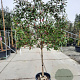 Photinia fraseri 'Red Robin' 80 cm stam container 16-18 lei 120x120