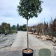 Photinia fraseri 'Red Robin' 180 cm stam container 18-20 leiboom