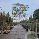 Photinia fraseri 'Red Robin' 170 cm stam container 12-14