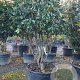 Photinia fraseri 'Red Robin' 175-200 cm container solitair extra