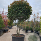 Photinia fraseri 'Red Robin' 200-250 cm container Gestokt