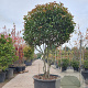 Photinia fraseri 'Red Robin' 200-250 cm container Gestokt