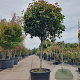 Photinia fraseri 'Red Robin' 80 cm stam container bol 50-60