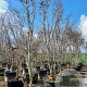 Acer pal. 'Bloodgood' 350-400 cm container solitair 2-3 tak