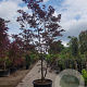 Acer pal. 'Bloodgood' 350-400 cm container solitair 2-3 tak