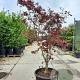 Acer pal. 'Bloodgood' 200-250 cm container meerstammig extra