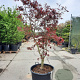 Acer pal. 'Bloodgood' 200-250 cm container meerstammig extra