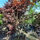 Acer pal. 'Bloodgood' 200-250 cm container meerstammig extra