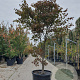 Acer pal. 'Bloodgood' 250-300 cm container meerstammig
