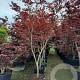Acer pal. 'Bloodgood' 250-300 cm container meerstammig