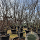 Acer pal. 'Bloodgood' 250-300 cm container meerstammig