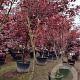 Acer pal. 'Bloodgood' 250-300 cm container meerstammig