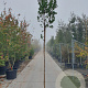 Arbutus unedo 200 cm stam 25L 6-8