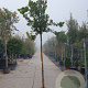 Arbutus unedo 200 cm stam 25L 8-10