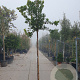 Arbutus unedo 200 cm stam 25L 8-10