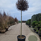 Acer plat. 'Crimson Sentry' 200 cm stam container 18-20 leiboom