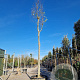 Celtis australis 30-35 HO cont. 285L