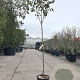 Diospyros kaki 6-8 HA container
