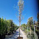 Elaeagnus angustifolia 200 cm stam container 25-30