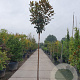 Magnolia grand. 'Goliath' 200 cm stam container 6-8