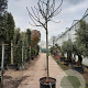 Ficus car. 'Brogiotto Bianco' 200 cm stam container 20-25 leiboom